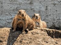 Strehla feiert am 2. Juli sein traditionelles Tiergartenfest.