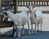 Strehla feiert am 2. Juli sein traditionelles Tiergartenfest.