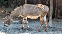 Strehla feiert am 2. Juli sein traditionelles Tiergartenfest.