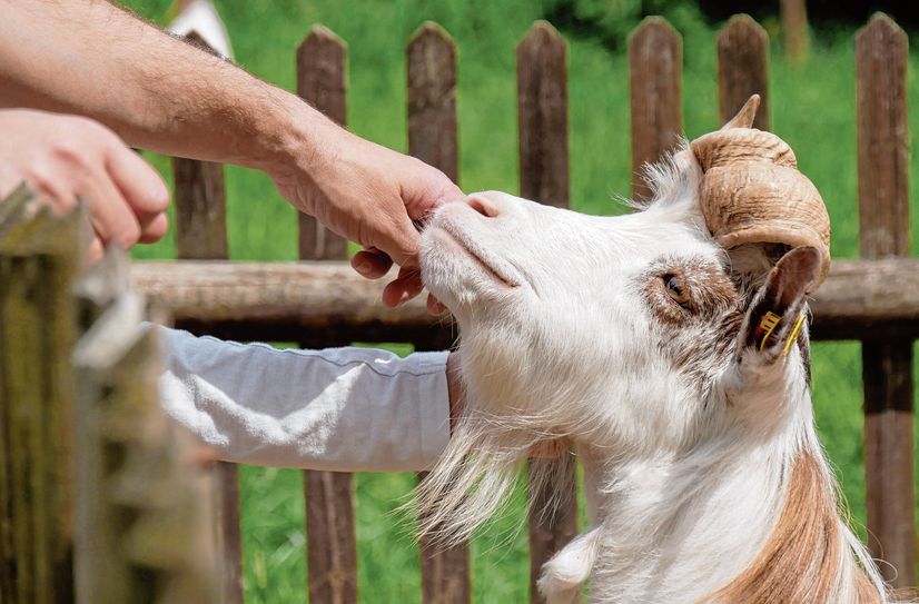 Für ein paar Streicheleinheiten am Zaun wird selbst der grimmigste Ziegenbock im Elbetierpark Hebelei ganz handzahm.  Foto: Elisa Schöne