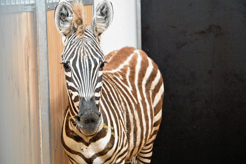 Die einjährige Zebradame Naomie. Foto: pm