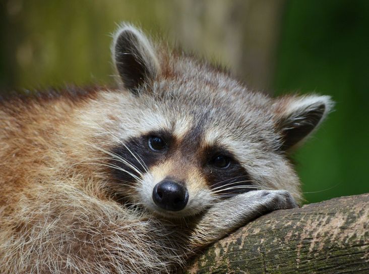 Der heimliche Star des Strehlaer Heimattiergartens: der knuffige Waschbär.               Foto: Archiv