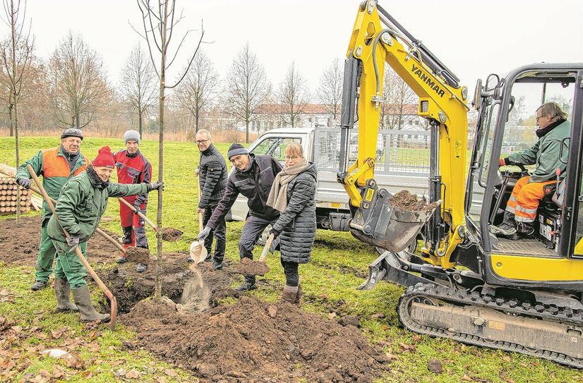 Gröditz bekommt 26 neue Winterlinden.