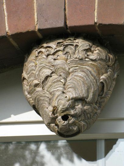Eine der Wespenarten, die sich nicht um unsere Marmelade kümmert: „Dolichovespula media“ – bekannt als Mittlere Wespe. Das Archivbild wurde aufgenommen am Kreishaus in Calau – hier sitzt die untere Naturschutzbehörde des Landkreises und steht bei Fragen zum Thema gern zur Verfügung. (Fotos: Landkreis)
