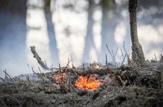 Glutnest eines Waldbrandes im Jahre 2024 in der Kernzone des Nationalparks Sächsische Schweiz.