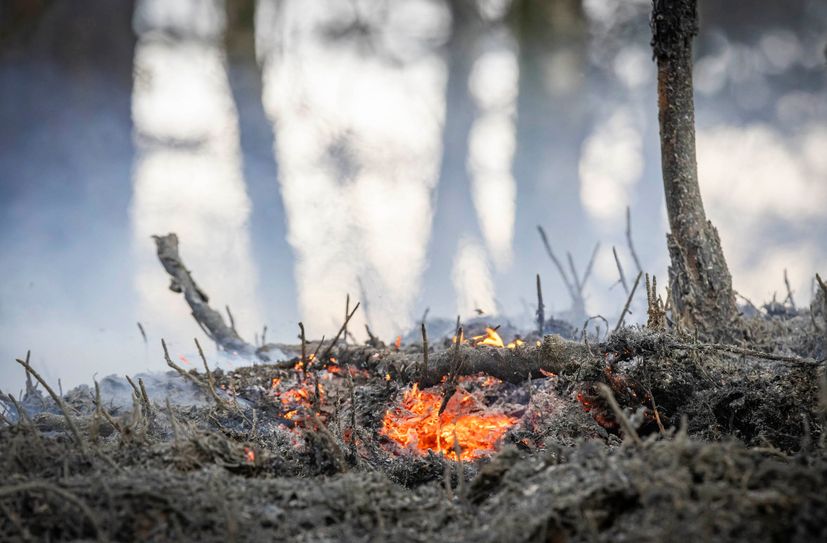 Glutnest eines Waldbrandes im Jahre 2024 in der Kernzone des Nationalparks Sächsische Schweiz.