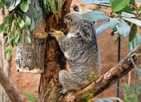 Zum dritten Geburtstag von Koalaweibchen Eerin kam die freudige Nachricht.