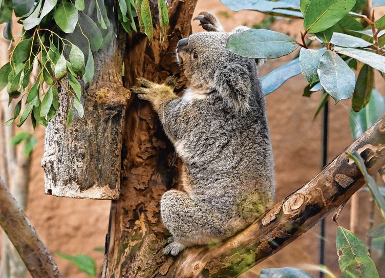 Zum dritten Geburtstag von Koalaweibchen Eerin kam die freudige Nachricht.