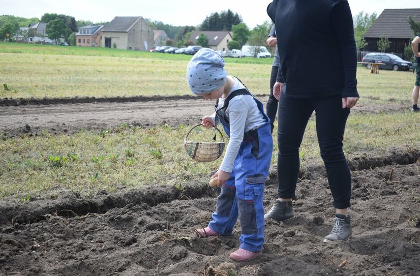 Danach durften die Kinder der Kindergartengruppe aus dem »Lüttchenhaus« Muckwar die Kartoffeln in die Erde legen.