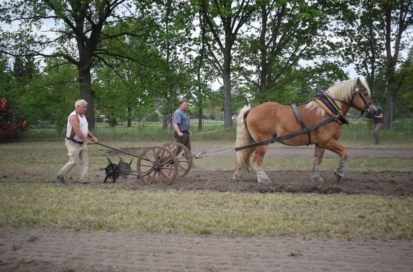 Ganz traditionell mit dem Pferdepflug wird der Acker für die Kartoffeln vorbereitet.