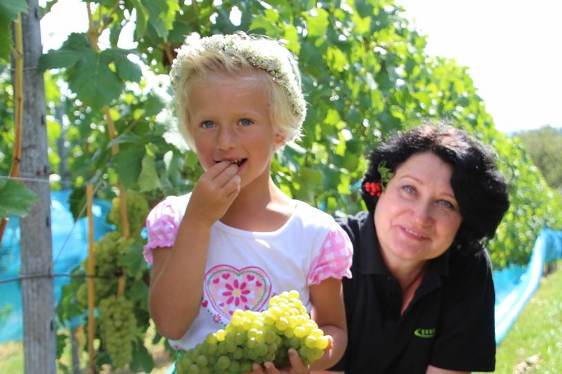Lilli kommt selbst aus einer Hobbywinzerfamilie. Zusammen mit der Kellermeisterin Natalie Weich gab die Fünfjährige den Startschuss für die Weinlese und anschließend den obligatorischen Oechsle-Wert des Müller-Thurgau (72) bekannt.