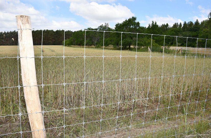 Wildzäune mit einem stabilen Knotengeflecht, das bis zu 30 Zentimeter im Boden verankert ist, kommen in Elbe-Elster zum Einsatz.