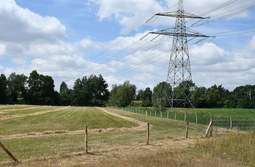 Wildzäune mit einem stabilen Knotengeflecht, das bis zu 30 Zentimeter im Boden verankert ist, kommen in Elbe-Elster zum Einsatz.