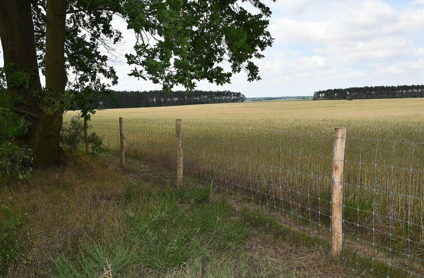 Wildzäune mit einem stabilen Knotengeflecht, das bis zu 30 Zentimeter im Boden verankert ist, kommen in Elbe-Elster zum Einsatz.