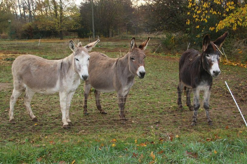 Ungeduldige und lautstarke Begrüßung am Zaun...