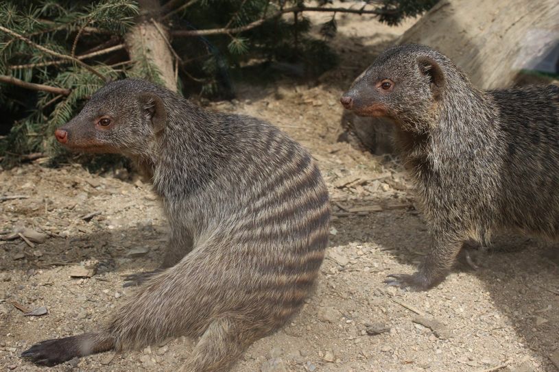 Zebramangusten im Görlitzer Tierpark. Foto: Keil