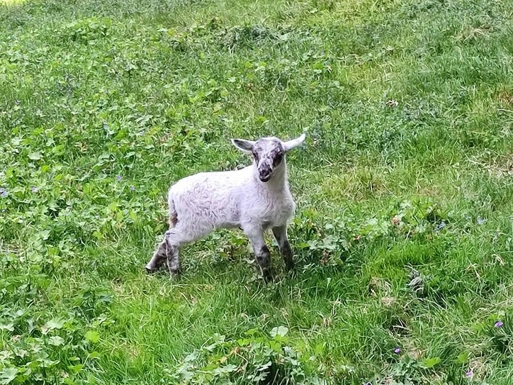 Das kleine Lamm wurde kürzlich auf der Festung Königstein geboren.