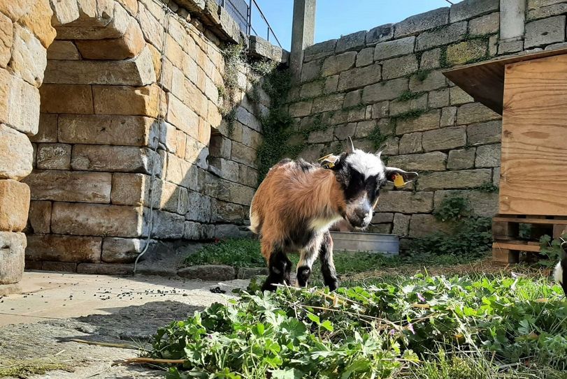 Drei Ziegen leben auf dem Königstein. Sie dürfen gestreichelt werden.