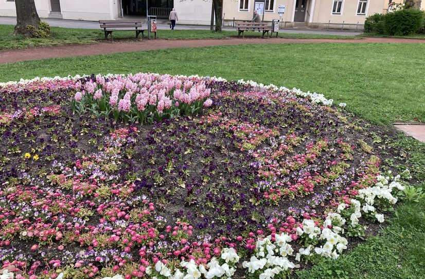 Frühjahrsbepflanzung in Altleuben (Kirchplatz).