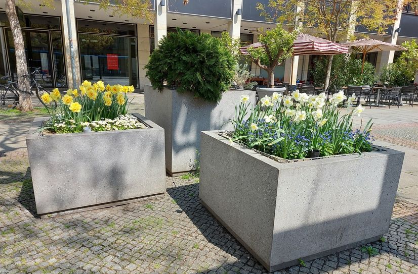 Pflanzgefäße mit Frühjahrsbepflanzung (Wilsdruffer Straße).