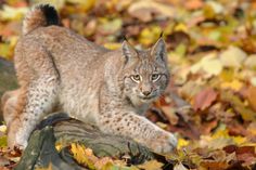 Ein Karpatenluchs, wie er auch bald in sächsischen Wäldern leben soll.