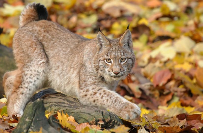 Ein Karpatenluchs, wie er auch bald in sächsischen Wäldern leben soll.