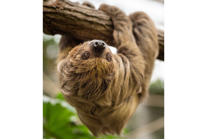 Faultier Carlo wird den Zoo Ende September verlassen.