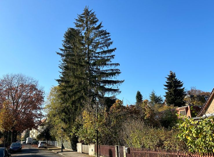 Die Kaukasus-Fichte in Dresden-Kleinzschachwitz.