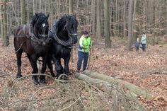 Ines Bruchhold demonstrierte mit ihren Pferden die schonende Waldbewirtschaftung.