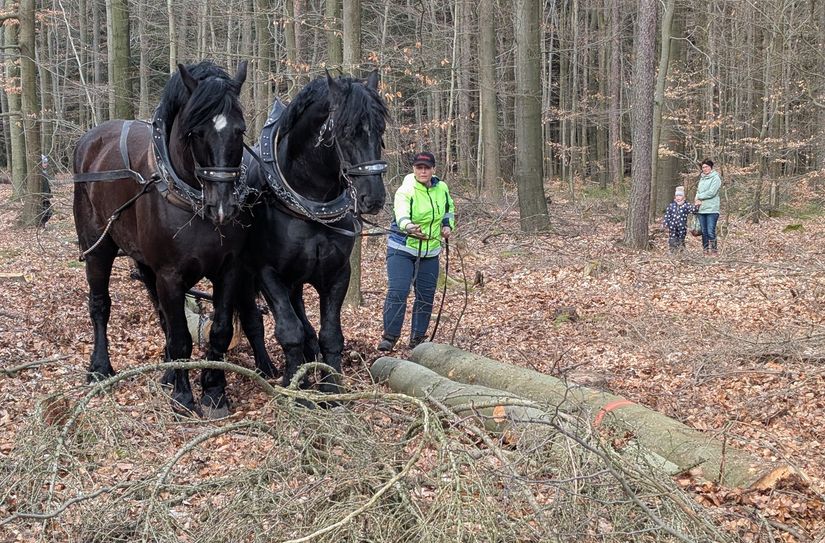 Ines Bruchhold demonstrierte mit ihren Pferden die schonende Waldbewirtschaftung.