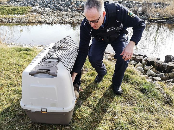 Das Tier wurde nach einer Nacht in Gewahrsam des Polizeirevieres in die freie Wildbahn entlassen. Foto: Polizei