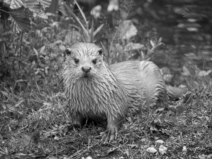 Der Zoo Hoyerswerda trauert um Fischotterweibchen Fibi.