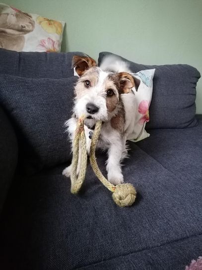 Jetzt ermittelt die Polizei, wer den knapp anderthalb Jahre alten Terrier (kleines Foto) erschossen hat. Foto: privat