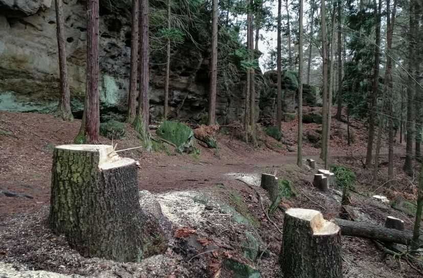 Umgesägte und liegengelassene Fichten am Halbenweg in Hohnstein.