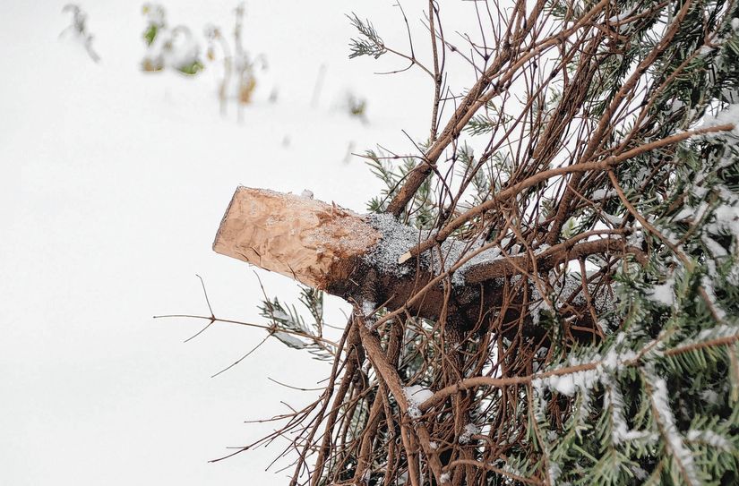 Alle Jahre wieder: Nach dem Fest muss der Baum richtig entsorgt werden.  F: Pixabay