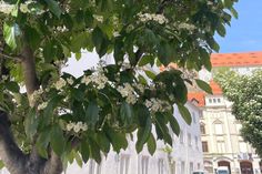 Ungewöhnlich duftende Bäume auf dem Theaterplatz sind normal.