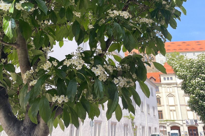 Ungewöhnlich duftende Bäume auf dem Theaterplatz sind normal.