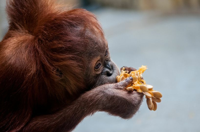 Foto: PR / Zoo Dresden / Torsten Hegewald