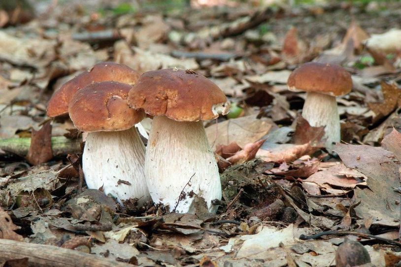 Der Steinpilz landet oft im Körbchen. Foto: N. Hiller