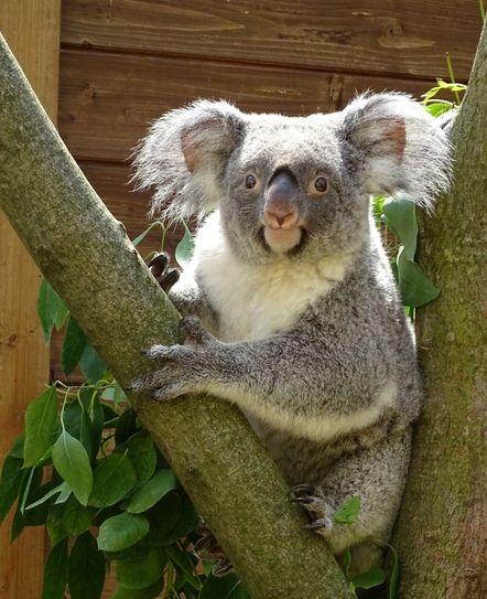 Koalaweibchen Sydney weilt derzeit im Zoo Duisburg, um sich hier mit Irwin zu vergnügen und vielleicht Nachwuchs zu zeugen. Foto: Gensch