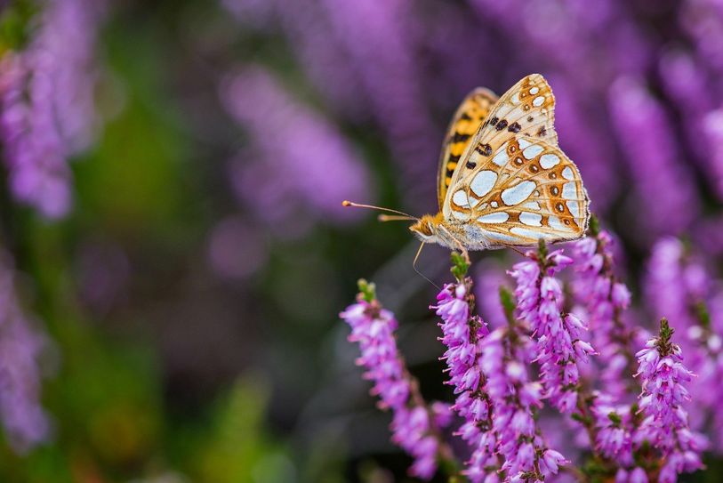 Falter auf Heideblüte. Foto: Dr. Tilo Geisel/SNLB