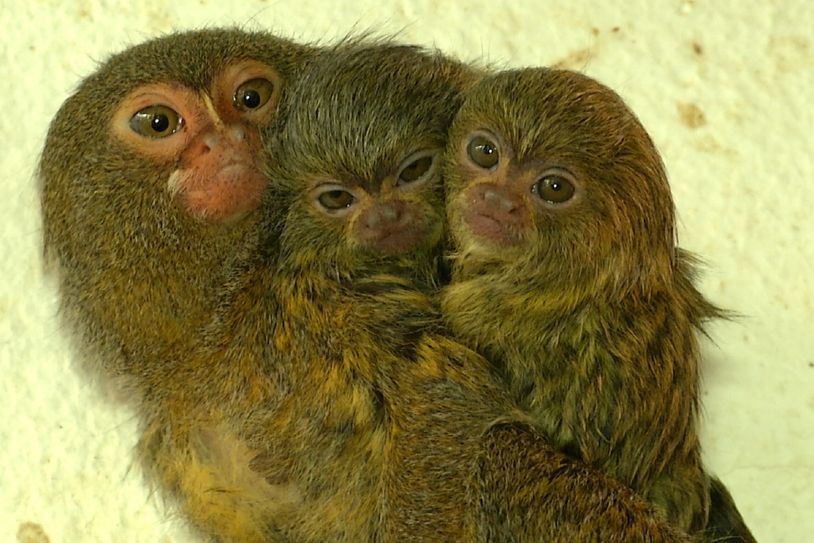 Das Zwergseidenaffen-Paar im Görlitzer Tierpark hat erstmals Nachwuchs bekommen. Foto: Danilo Dittrich
