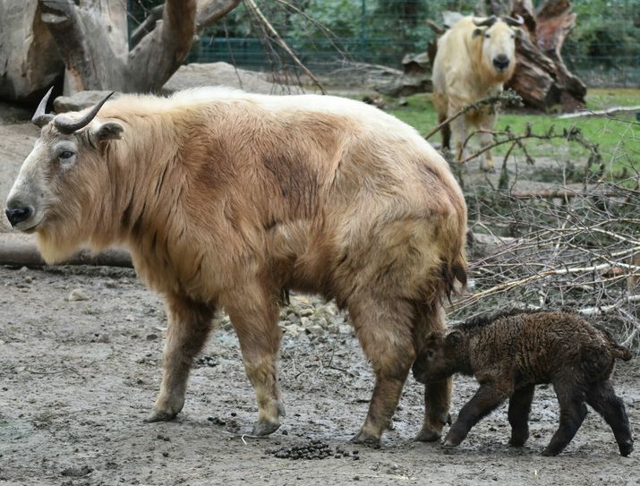 Immer schön bei Mama bleiben ....