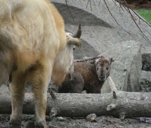 Neugierig schaut sich Cuong auf der Anlage um. Fotos (3): Schiller