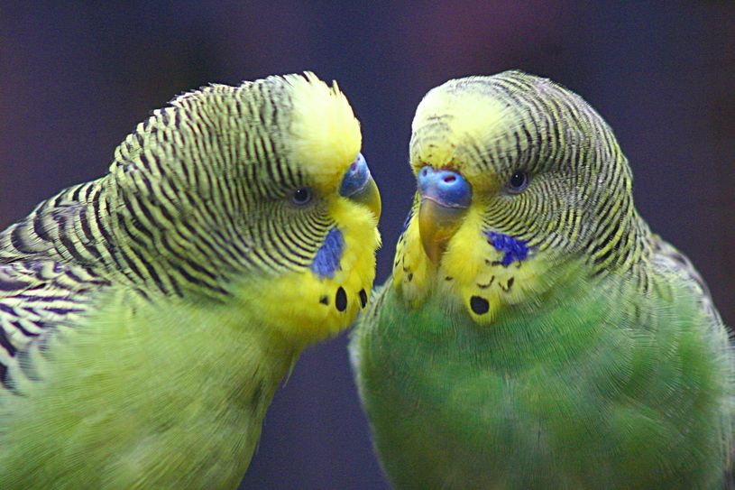 Foto: zoo-goerlitz.de, Axel Gebauer