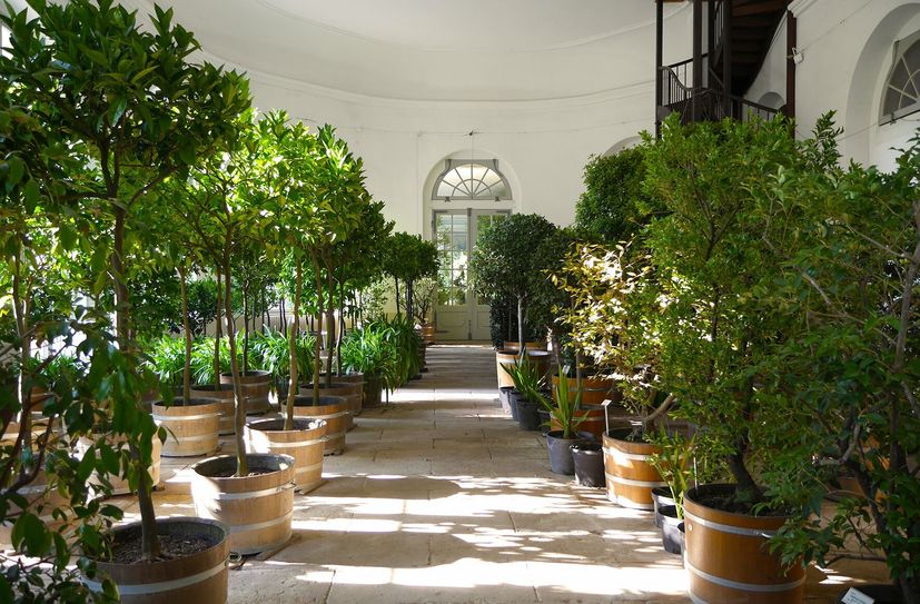 Mediterrane Kübelpflanzen in der Pillnitzer Orangerie.