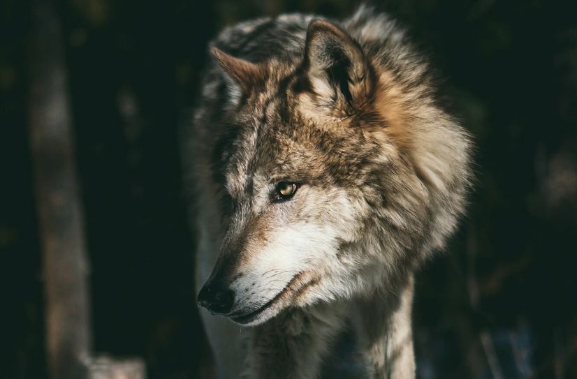 Im Wildgehege in Krappe wurden in den vergangenen Monaten über 30 Tiere gerissen.  Foto: Unsplash