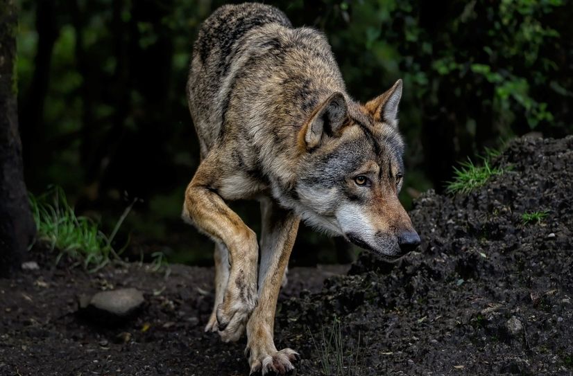Der Vorschlag für Schnellabschüsse sieht vor, dass in Gebieten mit erhöhtem Rissvorkommen Abschussgenehmigungen schneller erteilt werden können.