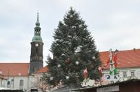 Baum auf dem Großenhainer Weihnachtsmarkt wird gesucht.
