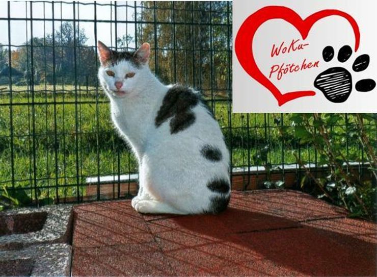 Katzendame Püppi / Foto: Katzenhaus Luga